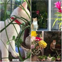 グズマニア,グズマニア,ラナンキュラス,ラナンキュラス,トックリランの画像