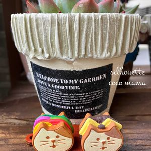 エケベリア,エケベリアシルエット,多肉棚,キュンキュン乙女倶楽部,HTCの画像