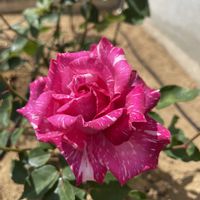 バイカウツギ,花のある暮らし,久しぶりの投稿,ばら バラ 薔薇,小さな庭の画像