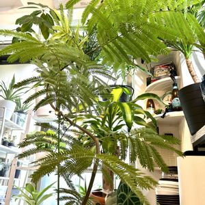 エバーフレッシュ,多肉植物,観葉植物,水やり,熱帯植物の画像