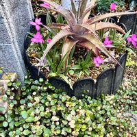 ワイヤープランツ,斑入りワイヤープランツ,アッツ桜,アッツザクラ,ディッキアの画像