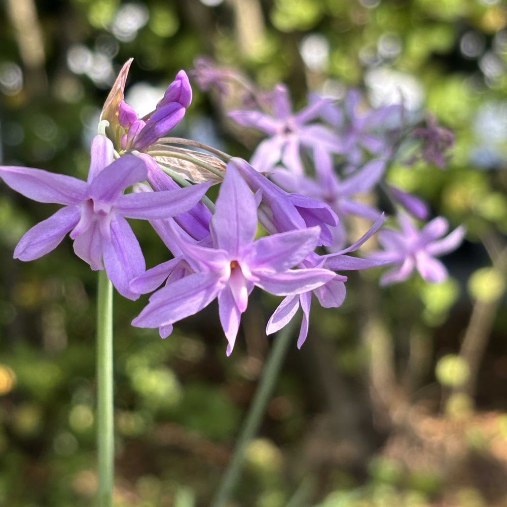 レモン茶さんのアメリカ山公園への投稿