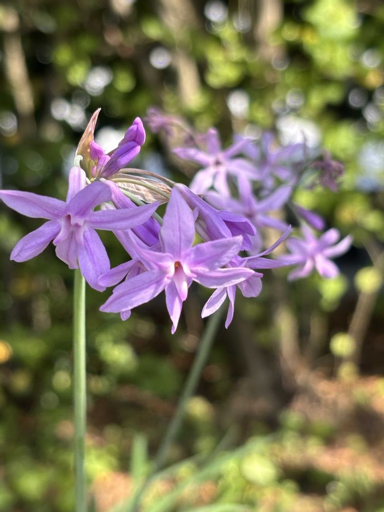 レモン茶さんのアメリカ山公園への投稿