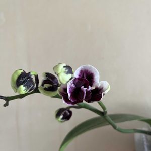 コチョウラン,胡蝶蘭,Phal.Lyndon Mix Zebra‘873’,Phal. Blue Gene,Phal.Hsinying Little Knight 'Plastic Doll'の画像