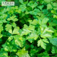 植物のある暮らし,肥料,自然のある暮らし,おうち園芸,おうちde菜園の画像