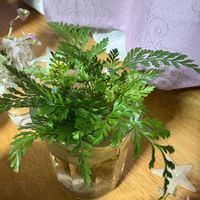 シノブ,シノブ,その他部屋の画像
