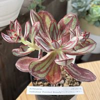 紅司,ノデュローサ,ベランダガーデニング,多肉植物のある暮らし,ファンガーデンの画像