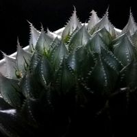 ハオルチア,多肉植物,ハオルチア属,透明な窓,ミネラルプランツの画像