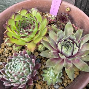 子持ち蓮華,白檀,7cセンペル,多肉寄せ植え,ちまちま寄せの画像