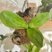 ディスキディア,カンガルーポケット,ディスキディア カンガルーポケット,観葉植物,初心者の画像