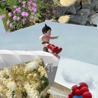 イソトマ,ウツボグサ,ガウラ,ナデシコ,ナデシコの画像