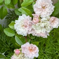 ミニバラ・グリーンアイス,花のある暮らし,自宅にて,ciitaのエントランスガーデン,エントランスの画像