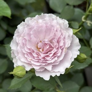 バラ リベルラ,リベルラ,鉢植え,マンション専用庭,ガーデニング初心者の画像