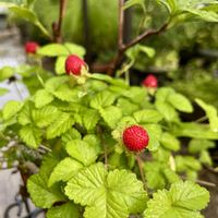 ジンチョウゲ,ヘビイチゴ,ヤブヘビイチゴ,鉢植え,山野草の画像