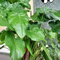 クワズイモ,サボテン,サボテン,シンゴニウム,感謝の画像