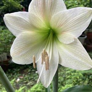 アマリリス,胡蝶蘭,穏やかな一日に…＊,災害復旧の祈り,能登応援の画像
