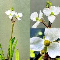 ナガバオモダカ,メダカ ビオトープ,花言葉,山野草,水生植物の画像