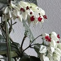 源平カズラ,源平カズラ,可愛い,今年もありがとう,山形の画像