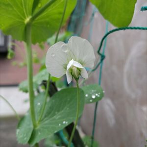 プランター栽培,キヌサヤ,自宅園芸,地道投稿の画像
