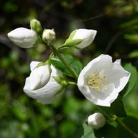 バイカウツギ,山野草,白い花,金曜日の蕾たち,武器ではなく花をの画像