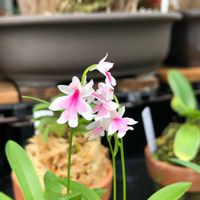 イワチドリ,イワチドリ,夢ちどり,安房千鳥,赤い花の画像