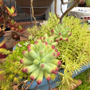 乙女心,多肉植物,ジャンク,ジャンクガーデン,シャビーの画像