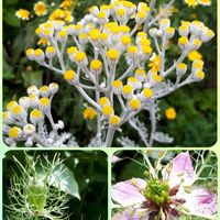 シロタエギク,ニゲラ,花言葉,つぼみに魅せられて,金曜日の蕾たちの画像