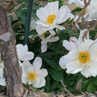 ナニワイバラの画像