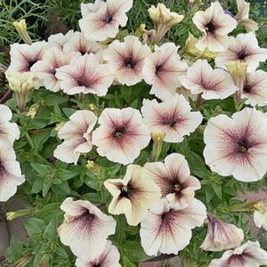 胡蝶蘭,ペチュニア カプチーノ,お花が好き♡,2番花の画像