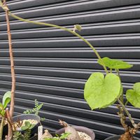 チノスポラ カッフラ,塊根植物,成長記録,癒し空間,おきにいりの画像