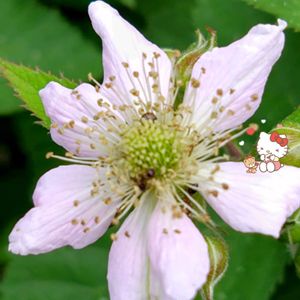 ブラックベリー,ブラックベリーの花,プランター栽培,庭の果樹,ブラックベリーの栽培の画像