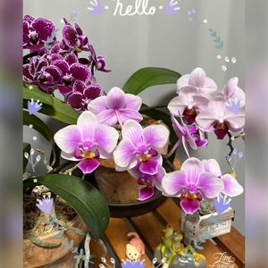 ミニ胡蝶蘭,癒し,今日の一枚,ありがとう♡,コラージュ仲間達の画像