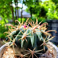サボテン,綾波,ホマロケファラ 綾波,フェロカクタス属  紅洋丸,多肉植物の画像