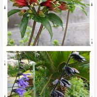 ソテツ,メドーセージ,アルストロメリア 原種,花壇,開花の画像