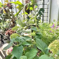 アナベル,アナベル ピコティシャルマン,no green no life,植物のある暮らし,ほしつながりの画像