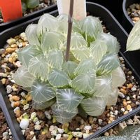 オブツーサ,ハオルチア,ブルーレンズオブツーサ錦,多肉植物,透明感の画像