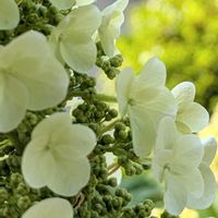 カシワバアジサイ,柏葉紫陽花(カシワバアジサイ),鉢植え,庭の画像