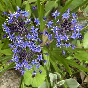 シラー・ペルビアナ,花が好き,無農薬❤家庭菜園,野菜が好き,庭の画像