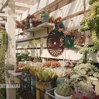 多肉棚DIY,no green no life,多肉のある暮らし,植中毒,パーゴラDIYの画像