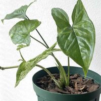 シンゴニウム,シンゴニウム モヒート,シンゴニウム モヒート,観葉植物,インドアグリーンの画像