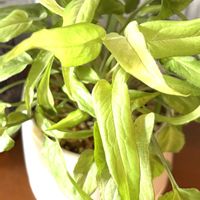 シンゴニウム,シンゴニウム　ホリー,観葉植物,ダイソー鉢,シンゴニウム属の画像