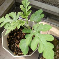 グリーンのある暮らし,インテリアグリーン,初心者です,観葉植物のある暮らし,インテリアの画像