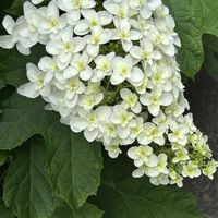 アジサイ,カシワバアジサイ,カシワバアジサイ,紫陽花,紫陽花の画像