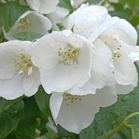 バイカウツギ,バイカウツギ,癒しのお花,白の魅力❤,小さな庭の画像