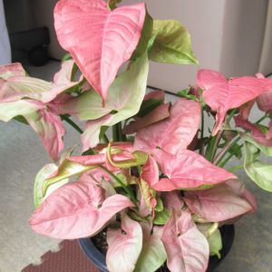 シンゴニウム,100均観葉植物,花と緑のある暮らしの画像