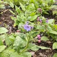 プルモナリアの画像