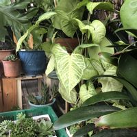 シンゴニウム,観葉植物,鉢植え,ガーデニング,おうち園芸の画像