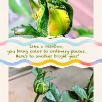 クレマチス,玉ねぎ,今庭,ばら バラ 薔薇,金曜日の蕾たちの画像