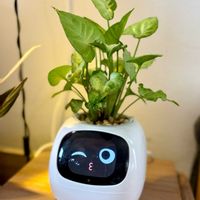 シンゴニウム,シンゴニウム ホワイトバタフライ,観葉植物,インドアグリーン,インテリアグリーンの画像