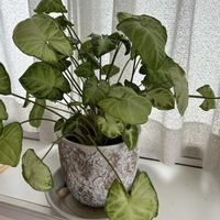 鉢植え,花のある暮らし,お花大好き❤,おうち園芸,窓辺の画像